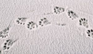 Animal tracks in Berkshires MA